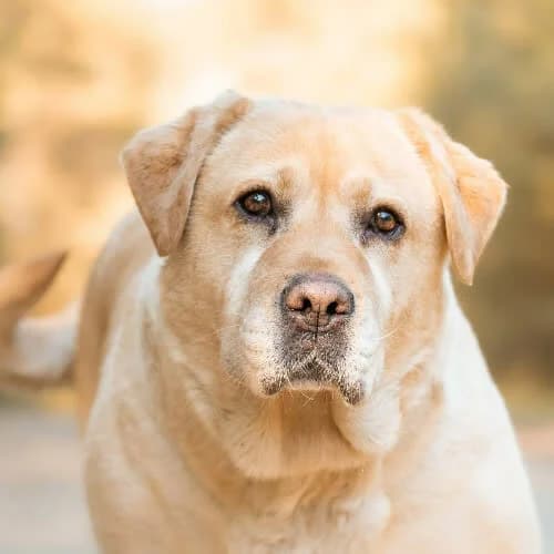 labradorka CAMI, female 4yo Mixed Breed for adoption at Fundacja Puszatek, Warszawa