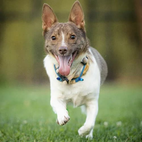 Figo, male puppy Mixed Breed for adoption at Fundacja Puszatek, Warszawa
