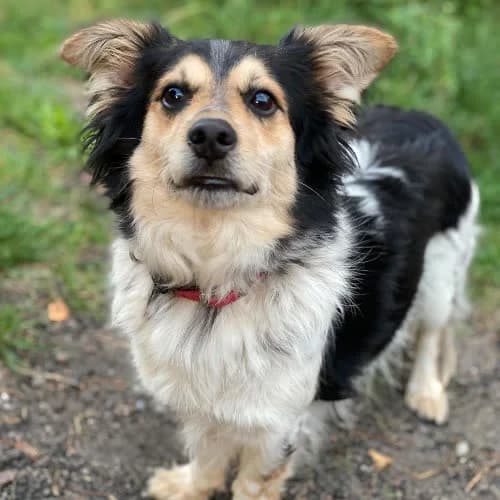 Lesio, male puppy Mixed Breed for adoption at Fundacja Puszatek, Warszawa