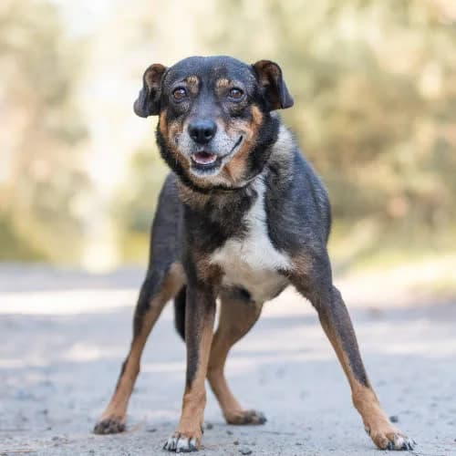 wspaniała TOSHIKA, female 4yo Mixed Breed for adoption at Fundacja Puszatek, Warszawa
