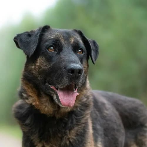 przytulas VITAS, male 5yo Mixed Breed for adoption at Fundacja Puszatek, Warszawa