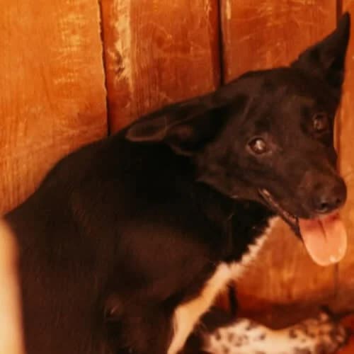 Iwo, male puppy Mixed Breed for adoption at Fundacja Puszatek, Warszawa