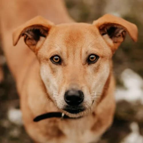 Chaps, male puppy Mixed Breed for adoption at Fundacja Puszatek, Warszawa