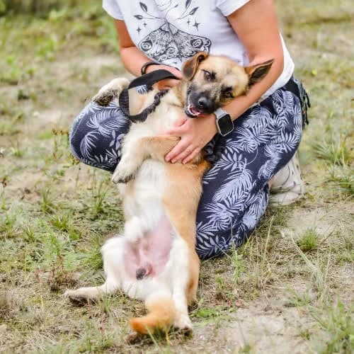Niko, male puppy Mixed Breed for adoption at Fundacja Puszatek, Warszawa