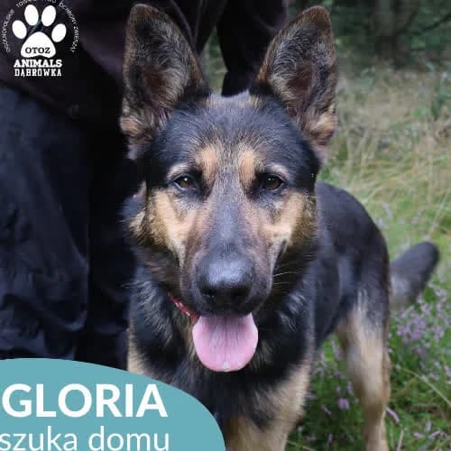 Gloria, female puppy Mixed Breed for adoption at Fundacja Puszatek, Warszawa