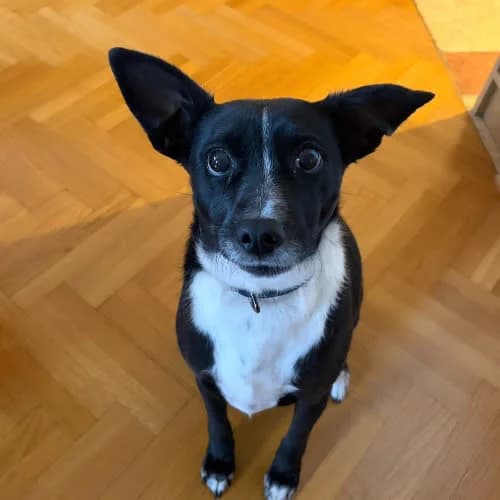 Luna, female 4yo Mixed Breed for adoption at Fundacja Puszatek, Warszawa