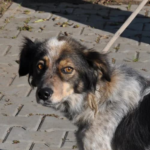 Teddy, male puppy Mixed Breed for adoption at Fundacja Puszatek, Warszawa