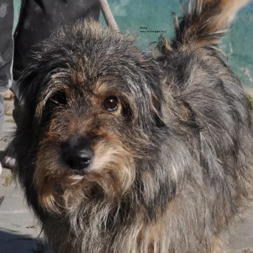 Bruno, male puppy Mixed Breed for adoption at Fundacja Puszatek, Warszawa