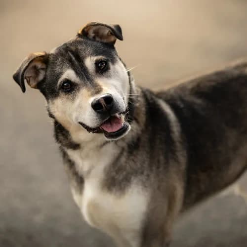 pojętny SOLAN, male 3yo Mixed Breed for adoption at Fundacja Puszatek, Warszawa