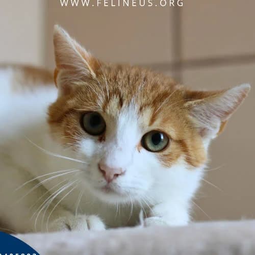 Boczuś, male 5yo Mixed Breed for adoption at Fundacja Puszatek, Warszawa