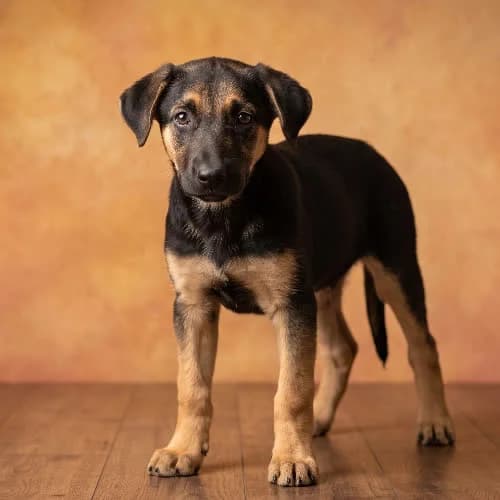 ŚLICZNA, female 6yo Mixed Breed for adoption at Fundacja Puszatek, Warszawa