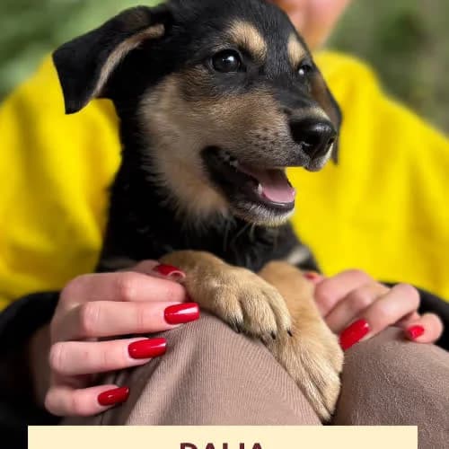 Duplo,Dalia,Dymka, male young Mixed Breed for adoption at Fundacja Puszatek, Warszawa
