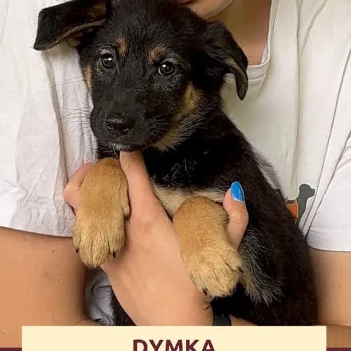 Duplo,Dalia,Dymka, male young Mixed Breed for adoption at Fundacja Puszatek, Warszawa