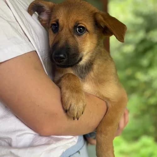 DAKTYL, male Mixed Breed for adoption at Fundacja Puszatek, Warszawa