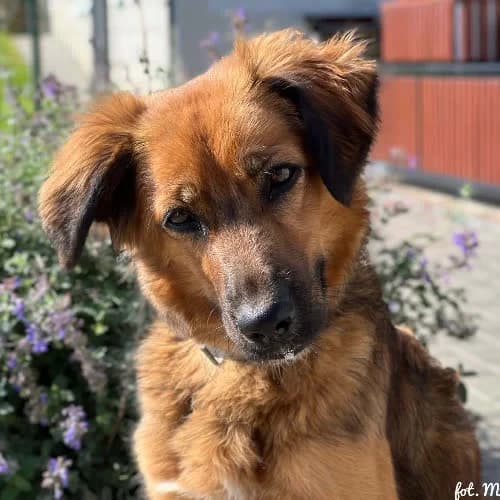Helcia, female senior Mixed Breed for adoption at Fundacja Puszatek, Warszawa