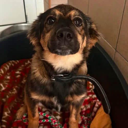 Baron, male 5yo Mixed Breed for adoption at Fundacja Puszatek, Warszawa