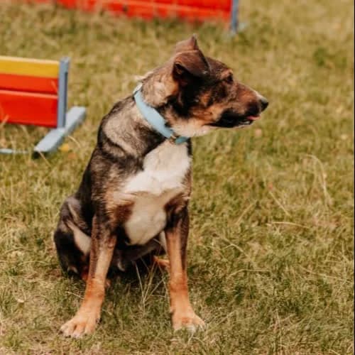 Zeus, male puppy Mixed Breed for adoption at Fundacja Puszatek, Warszawa