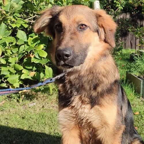SAMIN, male puppy Mixed Breed for adoption at Fundacja Puszatek, Warszawa