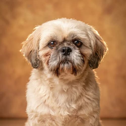 STANLEJ, male senior Mixed Breed for adoption at Fundacja Puszatek, Warszawa