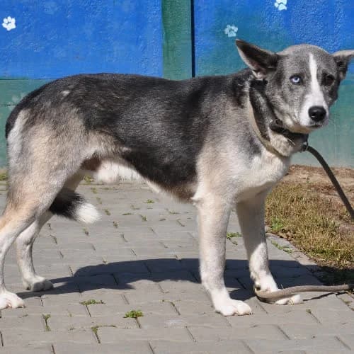 Ares, male puppy Mixed Breed for adoption at Fundacja Puszatek, Warszawa
