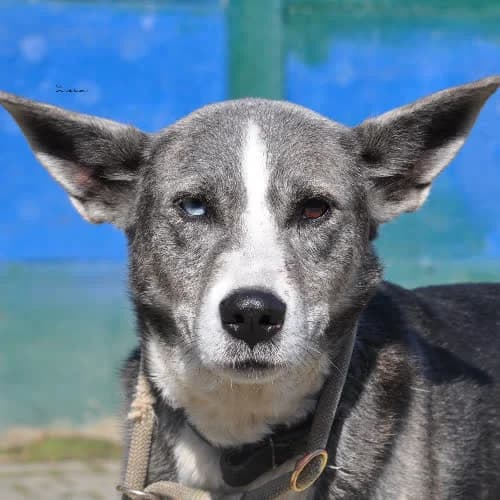 Ares, male puppy Mixed Breed for adoption at Fundacja Puszatek, Warszawa