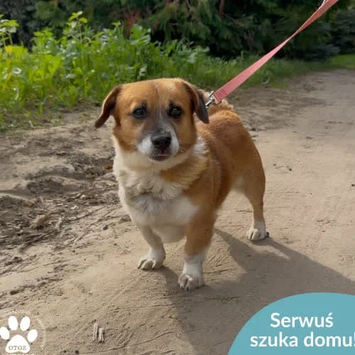Serwuś, male puppy Mixed Breed for adoption at Fundacja Puszatek, Warszawa