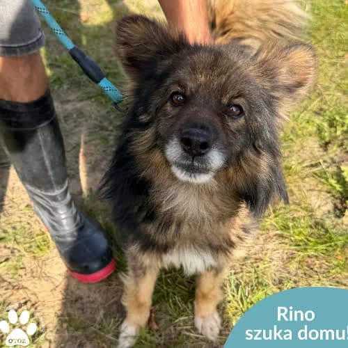 Rino, male puppy Mixed Breed for adoption at Fundacja Puszatek, Warszawa