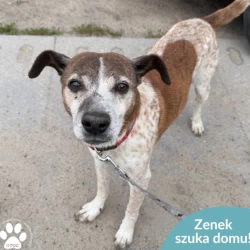 Zenek, male 7yo Mixed Breed for adoption at Fundacja Puszatek, Warszawa