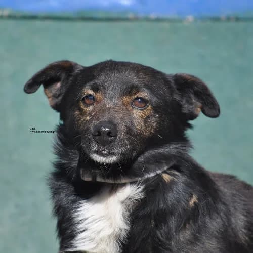 Luki, male puppy Mixed Breed for adoption at Fundacja Puszatek, Warszawa