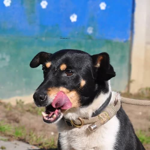 Codi, male puppy Mixed Breed for adoption at Fundacja Puszatek, Warszawa