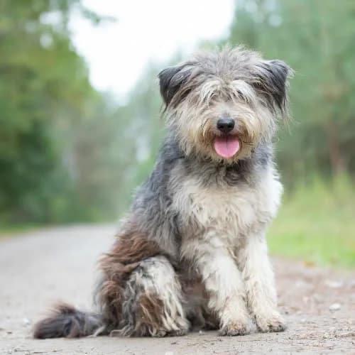Maffy, male puppy Mixed Breed for adoption at Fundacja Puszatek, Warszawa