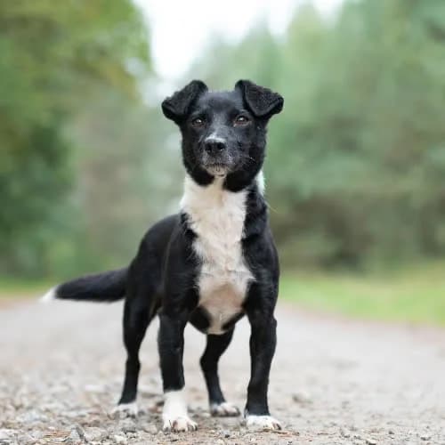maleńka Christine, female 4yo Mixed Breed for adoption at Fundacja Puszatek, Warszawa