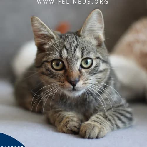 Tiger, male 4yo Mixed Breed for adoption at Fundacja Puszatek, Warszawa