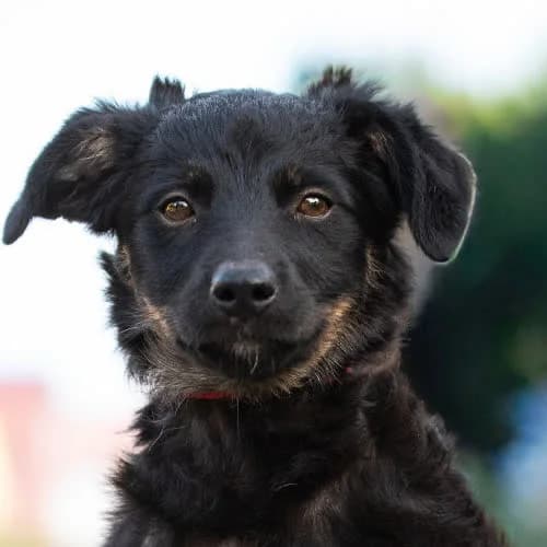 SHELLEY, female 3yo Mixed Breed for adoption at Fundacja Puszatek, Warszawa
