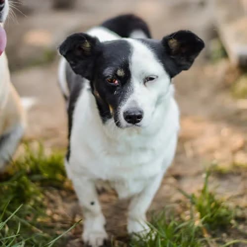 Wendy, female puppy Mixed Breed for adoption at Fundacja Puszatek, Warszawa
