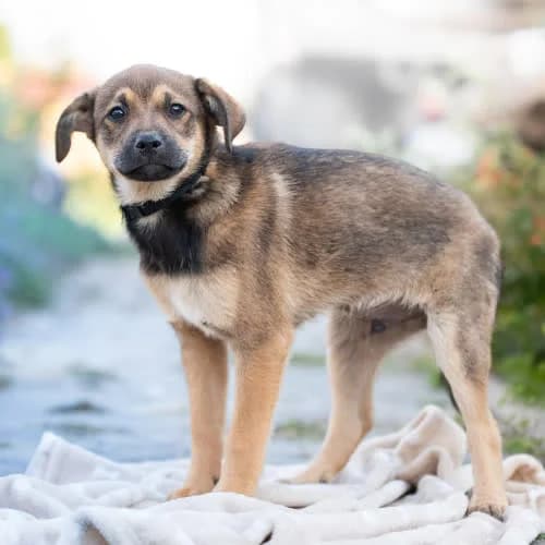 ORWELL, male 3yo Mixed Breed for adoption at Fundacja Puszatek, Warszawa