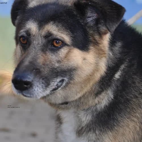 Cosmo, male puppy Mixed Breed for adoption at Fundacja Puszatek, Warszawa