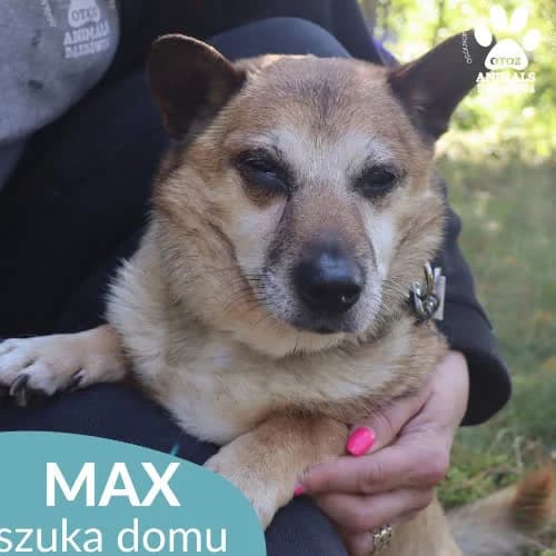 Maksio, male puppy Mixed Breed for adoption at Fundacja Puszatek, Warszawa