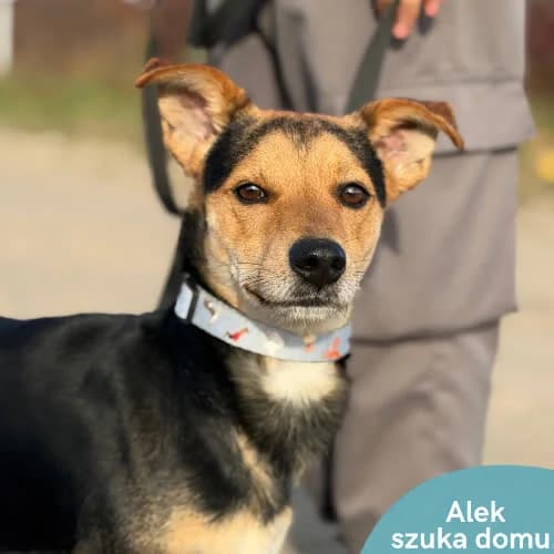 Alek, male puppy Mixed Breed for adoption at Fundacja Puszatek, Warszawa