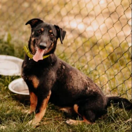 Neymar, male puppy Mixed Breed for adoption at Fundacja Puszatek, Warszawa