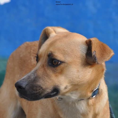 Mister, male puppy Mixed Breed for adoption at Fundacja Puszatek, Warszawa