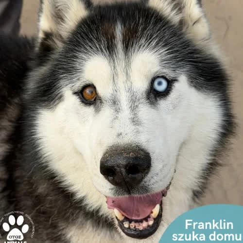 Franklin, male puppy Mixed Breed for adoption at Fundacja Puszatek, Warszawa