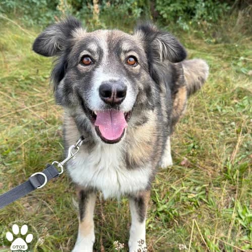 Tina, female puppy Mixed Breed for adoption at Fundacja Puszatek, Warszawa