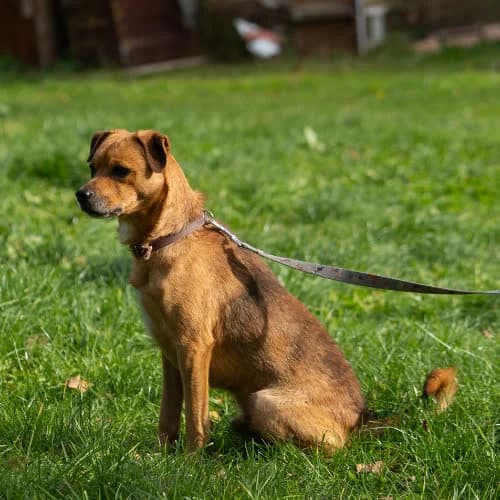 Pilot, male puppy Mixed Breed for adoption at Fundacja Puszatek, Warszawa