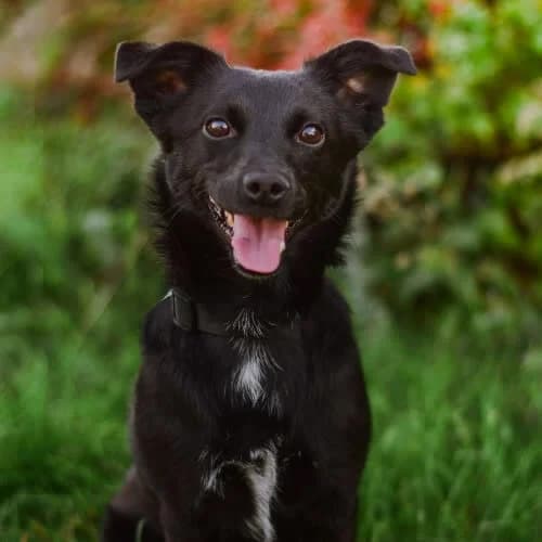 Frytka, female puppy Mixed Breed for adoption at Fundacja Puszatek, Warszawa