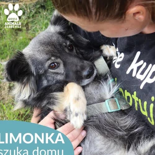Limonka, female puppy Mixed Breed for adoption at Fundacja Puszatek, Warszawa