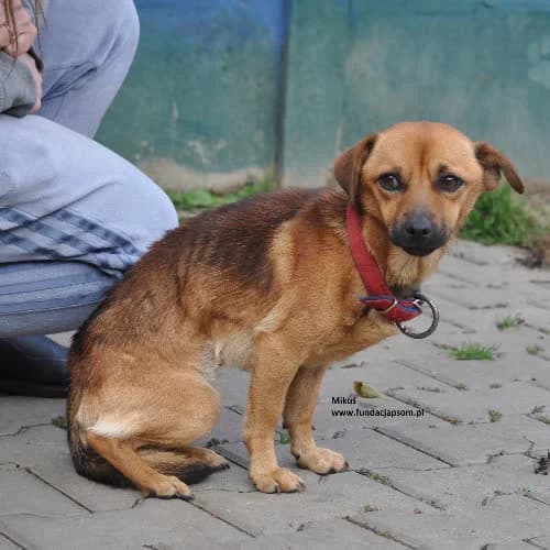 MIkuś, male young Mixed Breed for adoption at Fundacja Puszatek, Warszawa