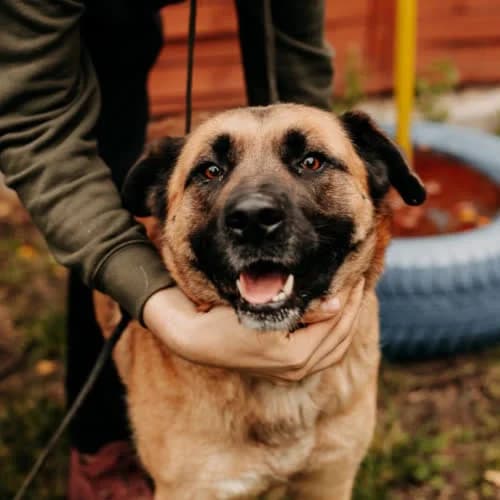 Gamora, female puppy Mixed Breed for adoption at Fundacja Puszatek, Warszawa