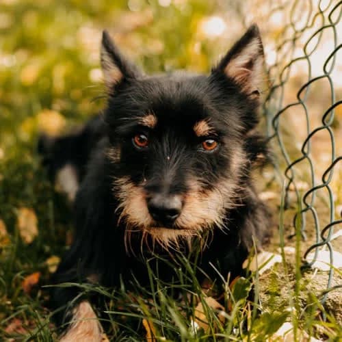 Miki, male puppy Mixed Breed for adoption at Fundacja Puszatek, Warszawa