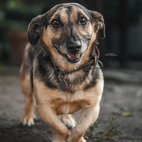 Ziutek, male puppy Mixed Breed for adoption at Fundacja Puszatek, Warszawa